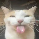 Silly_cat