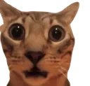 cat_0