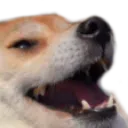 doggokek
