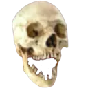 skull skull