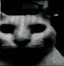 cn_meodark