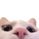 1300catlurk Discord emoji