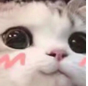 6532uwucat Discord emoji
