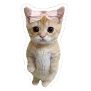 cn_meo