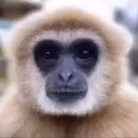 80