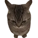 killercat