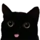 GVBlackCat1