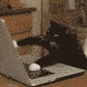 GVCatKeyboardWarrior