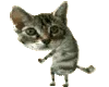 cat_dance cat_dance