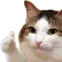 catThumbsUp