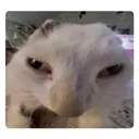 WATTFF