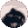 Pedro