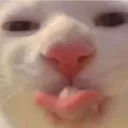 Cat_lick