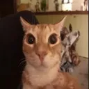 stare