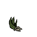 Mandragora