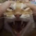 handcat