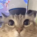 catfbi