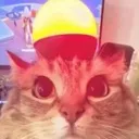911cat
