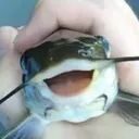 FishyHappy