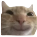 happycat