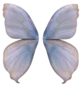 6_butterfly