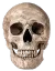 skull skull