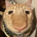 cat cat