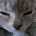 goonfie_gumistare