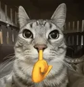 catshh