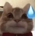 uhhhcat uhhhcat