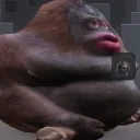 gorilla