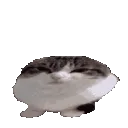 wawacat