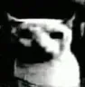 bruhcat