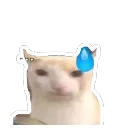 cn_meo_