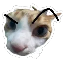 cn_meo