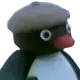 pingu_french pingu_french