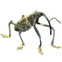 weevil
