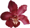 0_1Orchid