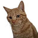 aevalurk