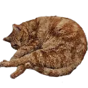 aevasleep