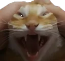 kit
