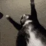 CarSchmoovin