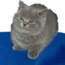 lilcat2