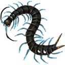 trigonopodus Discord emoji