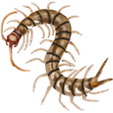 polymorpha Discord emoji