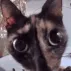 CE_Staring3