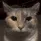 CE_Catmenacing3 CE_Catmenacing3