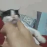 CE_Ded