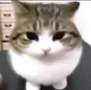 CE_Catmenacing2 CE_Catmenacing2