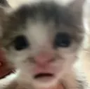 CE_Horrors CE_Horrors